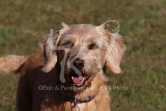Labradoodle - Miniature