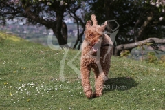 Labradoodle - Miniature
