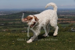 Labradoodle - Miniature