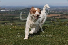 Labradoodle - Miniature