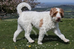 Labradoodle - Miniature