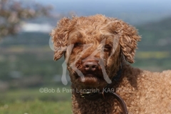 Labradoodle - Miniature