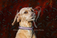 Labradoodle - Miniature