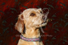 Labradoodle - Miniature