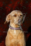 Labradoodle - Miniature