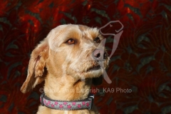 Labradoodle - Miniature