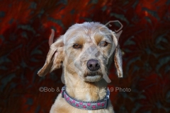 Labradoodle - Miniature