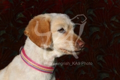 Labradoodle - Miniature
