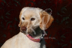 Labradoodle - Miniature