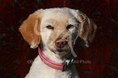Labradoodle - Miniature