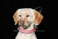 Labradoodle - Miniature