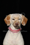 Labradoodle - Miniature