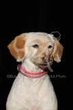 Labradoodle - Miniature
