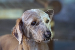 Labradoodle - Miniature