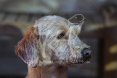 Labradoodle - Miniature