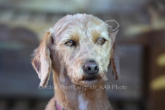 Labradoodle - Miniature