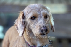 Labradoodle - Miniature