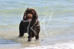 Labradoodle