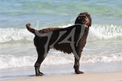 Labradoodle