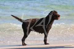 Labradoodle