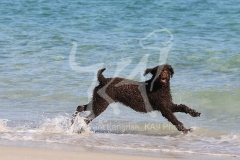 Labradoodle