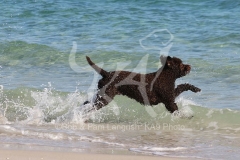 Labradoodle