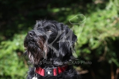 Labradoodle
