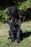 Labradoodle
