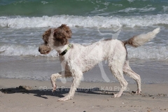 Labradoodle