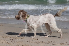 Labradoodle