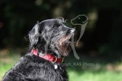 Labradoodle