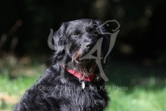 Labradoodle
