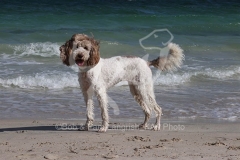 Labradoodle