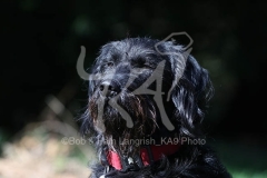 Labradoodle