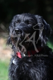 Labradoodle