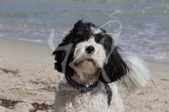 Labradoodle
