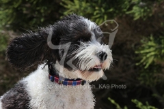 Labradoodle