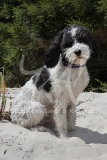Labradoodle