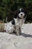 Labradoodle