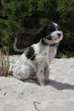Labradoodle
