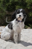 Labradoodle