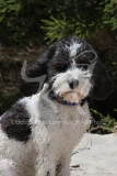 Labradoodle
