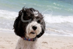Labradoodle