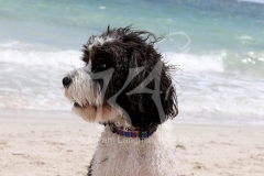 Labradoodle