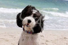 Labradoodle
