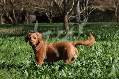 Labradoodle