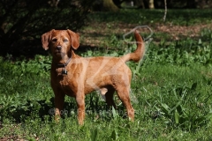 Labradoodle