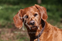 Labradoodle