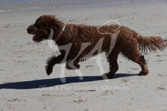 Labradoodle