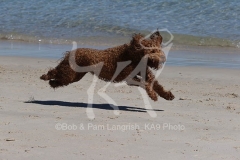 Labradoodle